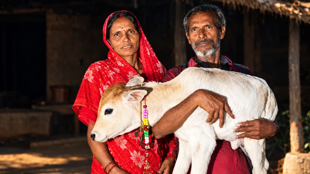 “हमारे घर बेटी आई है…” तीन बेटों के बाद बछिया को माना लक्ष्मी, श्रावस्ती में 250 लोगों को कराया भोज