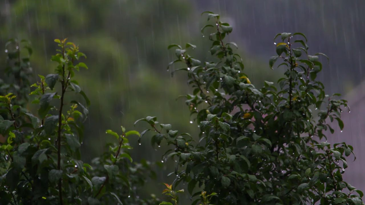 सावधान! यूपी के 24 जिलों में आज मूसलाधार बारिश के आसार, मौसम विभाग ने जारी किया अलर्ट
