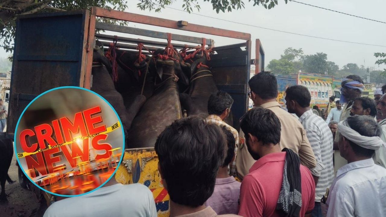Budaun News: 8 भैंसों से भरी संदिग्ध पिकअप पकड़ी, फैजगंज बेहटा पुलिस ने शुरू की जांच