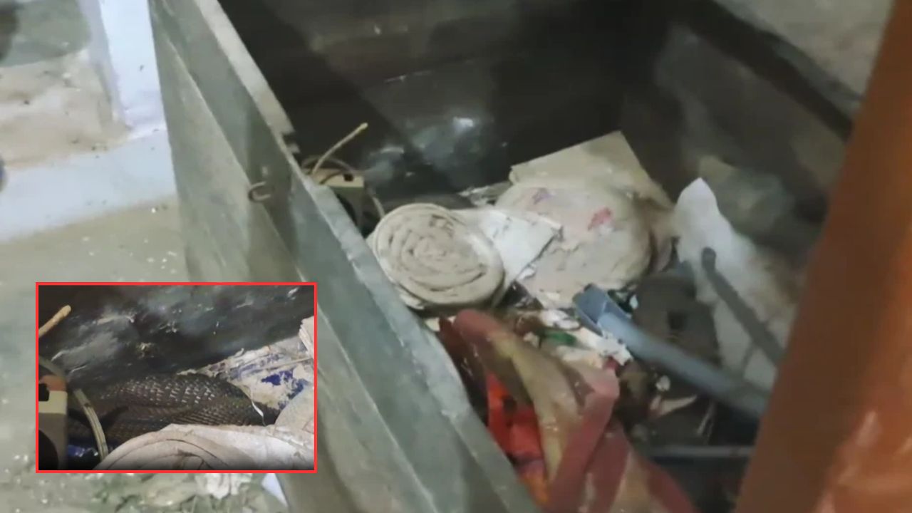 बक्से में छिपा बैठा था जहरीला कोबरा, देवरिया में सफाई के वक्त मची भगदड़, सड़क पर आए लोग