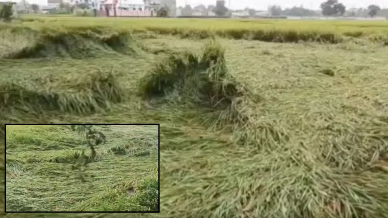देवरिया में मौसम का कहर! कटाई से पहले खेतों में बिछ गई धान की फसल, किसानों की सालभर की मेहनत पर फिरा पानी