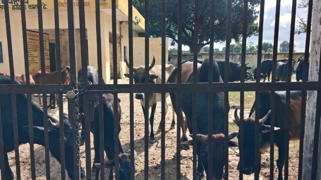 Kanpur Dehat News: अन्नदाताओं का अनोखा विरोध, आवारा मवेशियों से तंग आकर ग्रामीणों ने पंचायत सचिवालय में बंद किए पशु