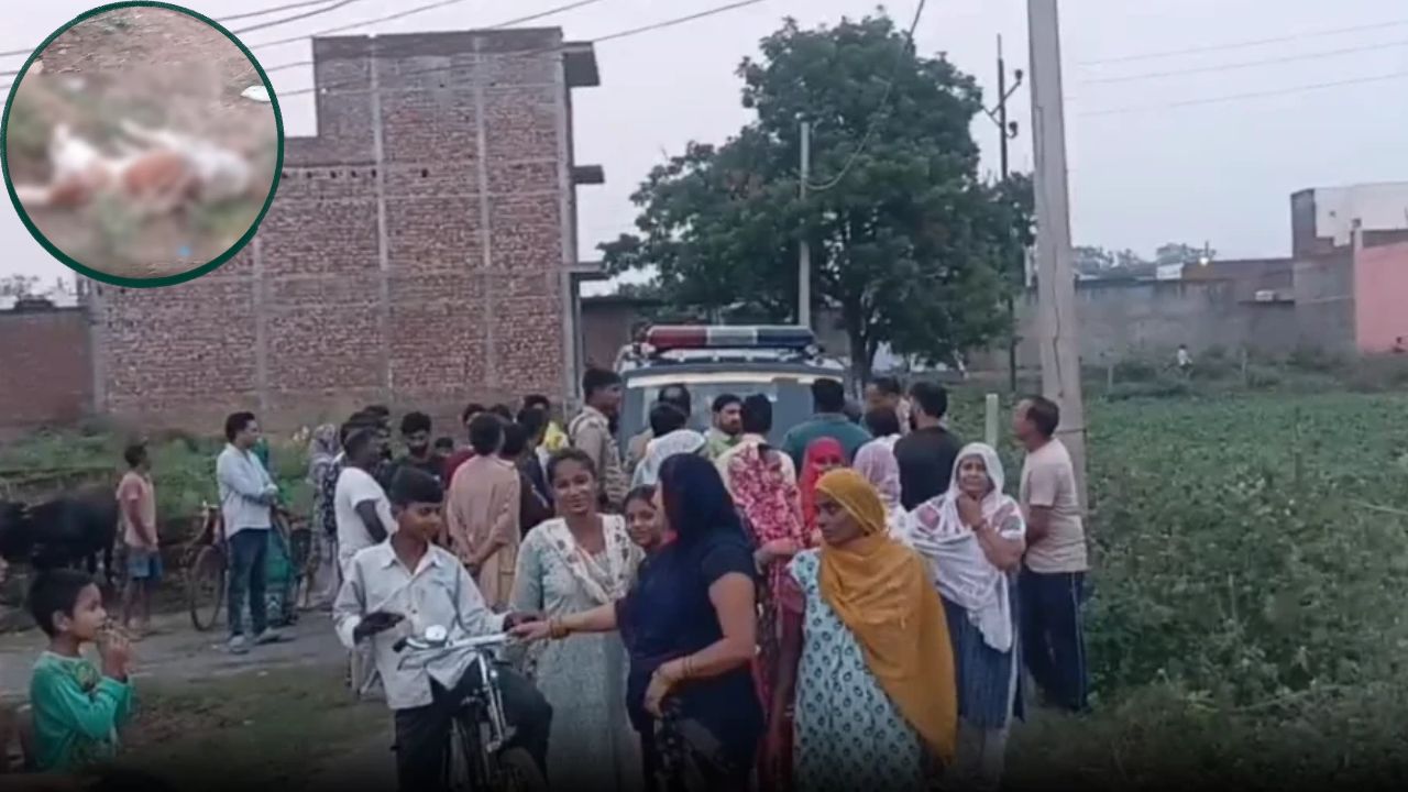 खेत के तारों में दौड़ता करंट और एक झटके में उजड़ी 12बेजुबान जिंदगियां! हाथरस में बंदरों और दो कुत्तों की दर्दनाक मौत