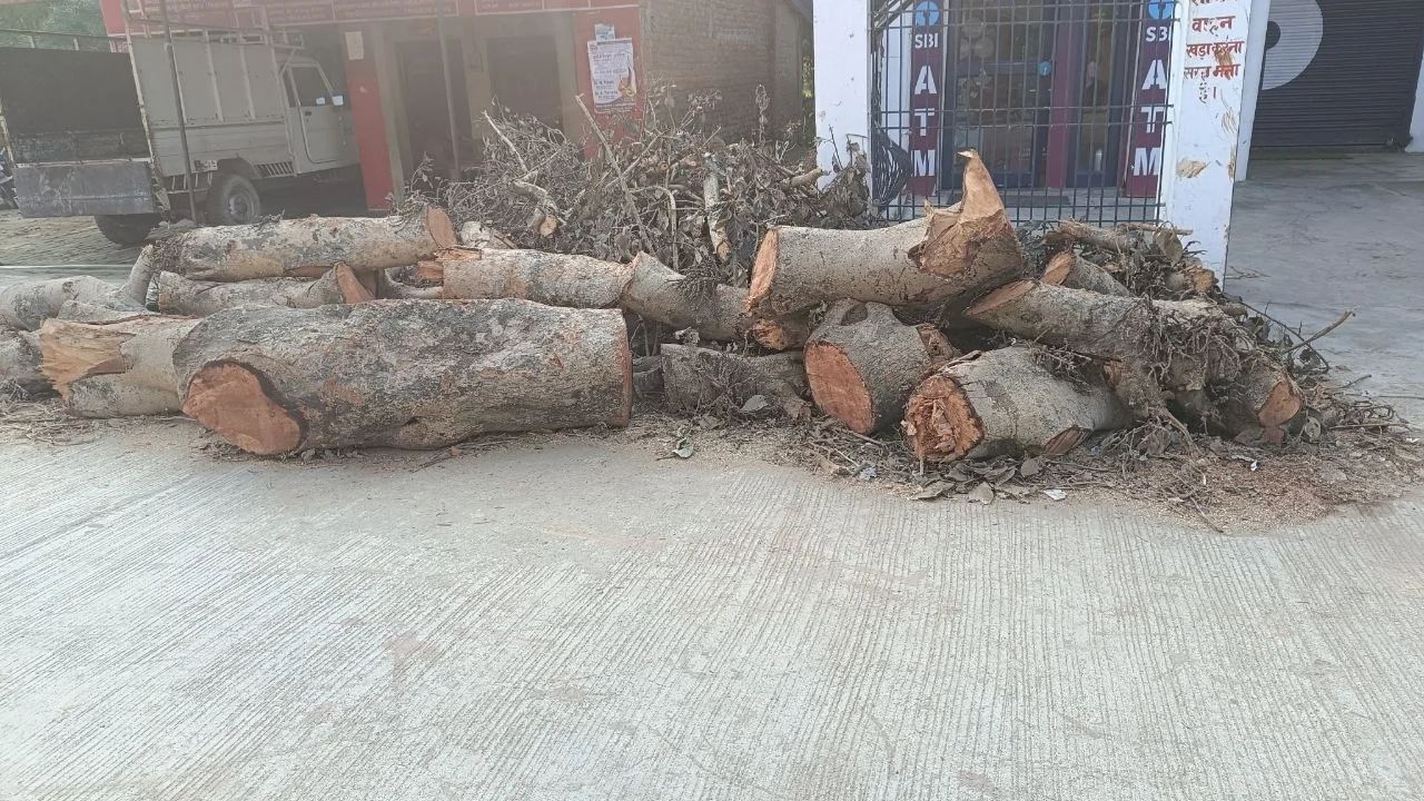 आखिर किसकी शह पर चले हरे पेड़ों पर आरे? सुल्तानपुर में वन विभाग के उड़े होश, जानिए कैसे ग्रामीणों ने खोली मिलीभगत की पोल