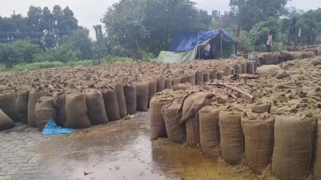 Haryana Weather Update: किसानों पर मौसम की मार! मंडियों में भीगा धान, खरीद पर संकट