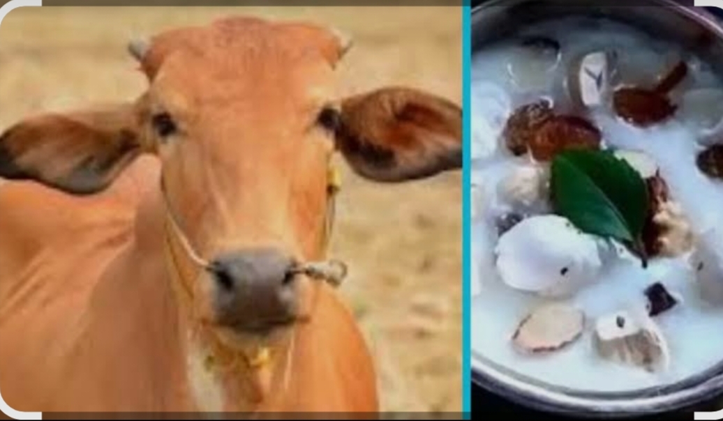 गोरखपुर : रेबीज के लक्षणों वाली गाय के दूध से बना चरणामृत बांटने पर हड़कंप, 50 लोगों को लगा टीका