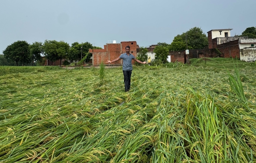 अर्नब तूफान की बारिश ने किसानों की तोड़ी कमर! खेतों में बिछी धान की फसल, गेहूं की बोवाई पर संकट