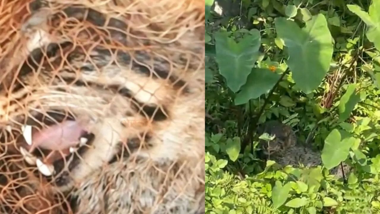 सीतापुर में तेंदुए की दहशत के बीच बड़ा खुलासा! रेस्क्यू के बाद सामने आई जानवर की असली पहचान