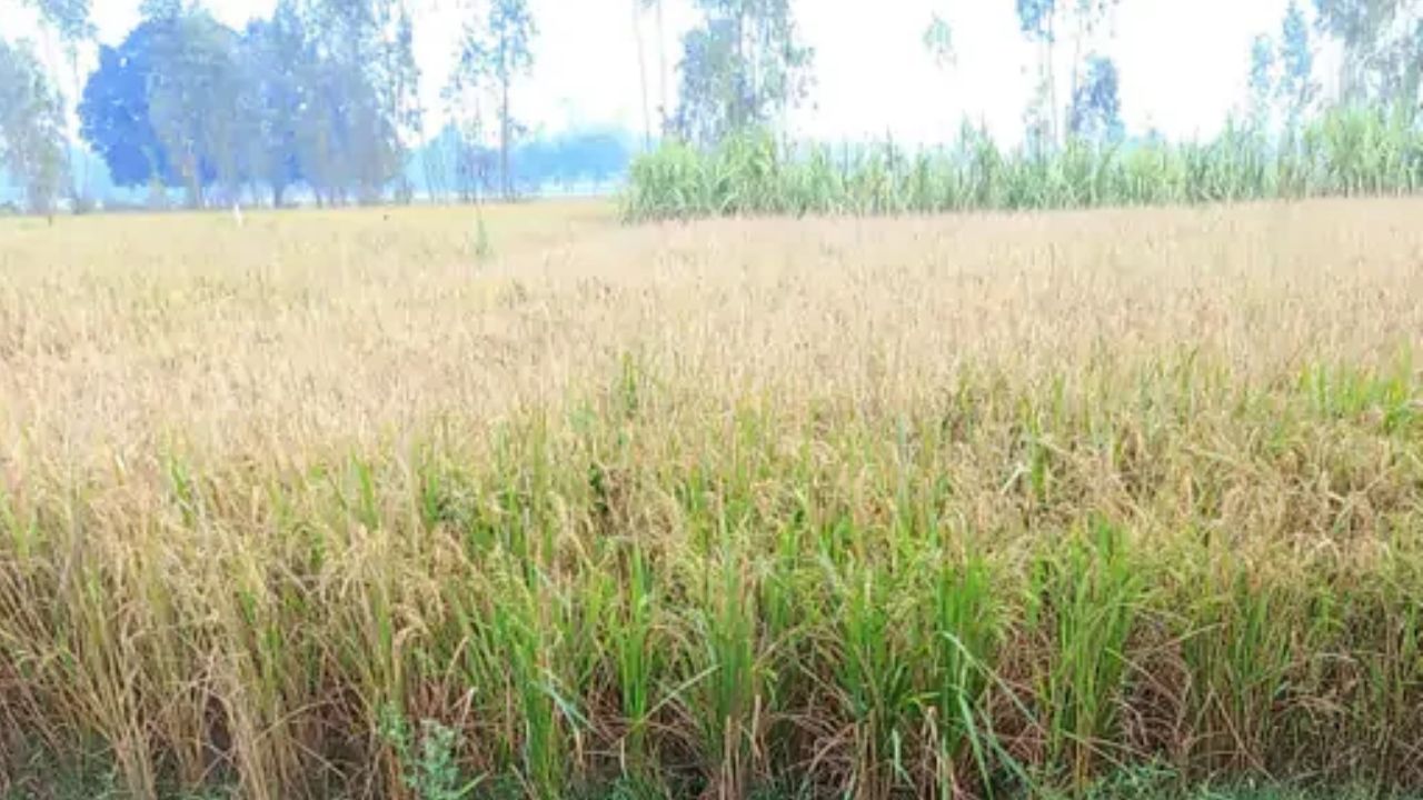 Sultanpur