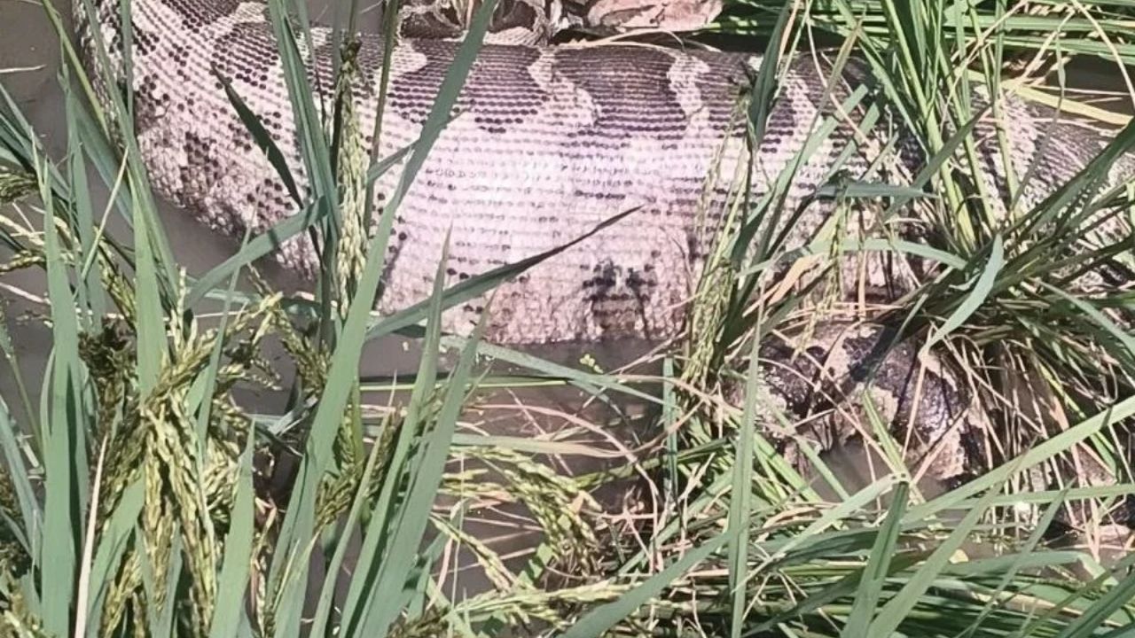 विशालकाय अजगर ने निगल लिया गाय का बछड़ा, सुलतानपुर के गांव में मचा हड़कंप