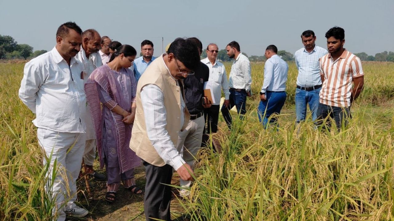 Hathras News: धान की फसल की क्रॉप कटिंग में निकली 14.780 किलो उपज