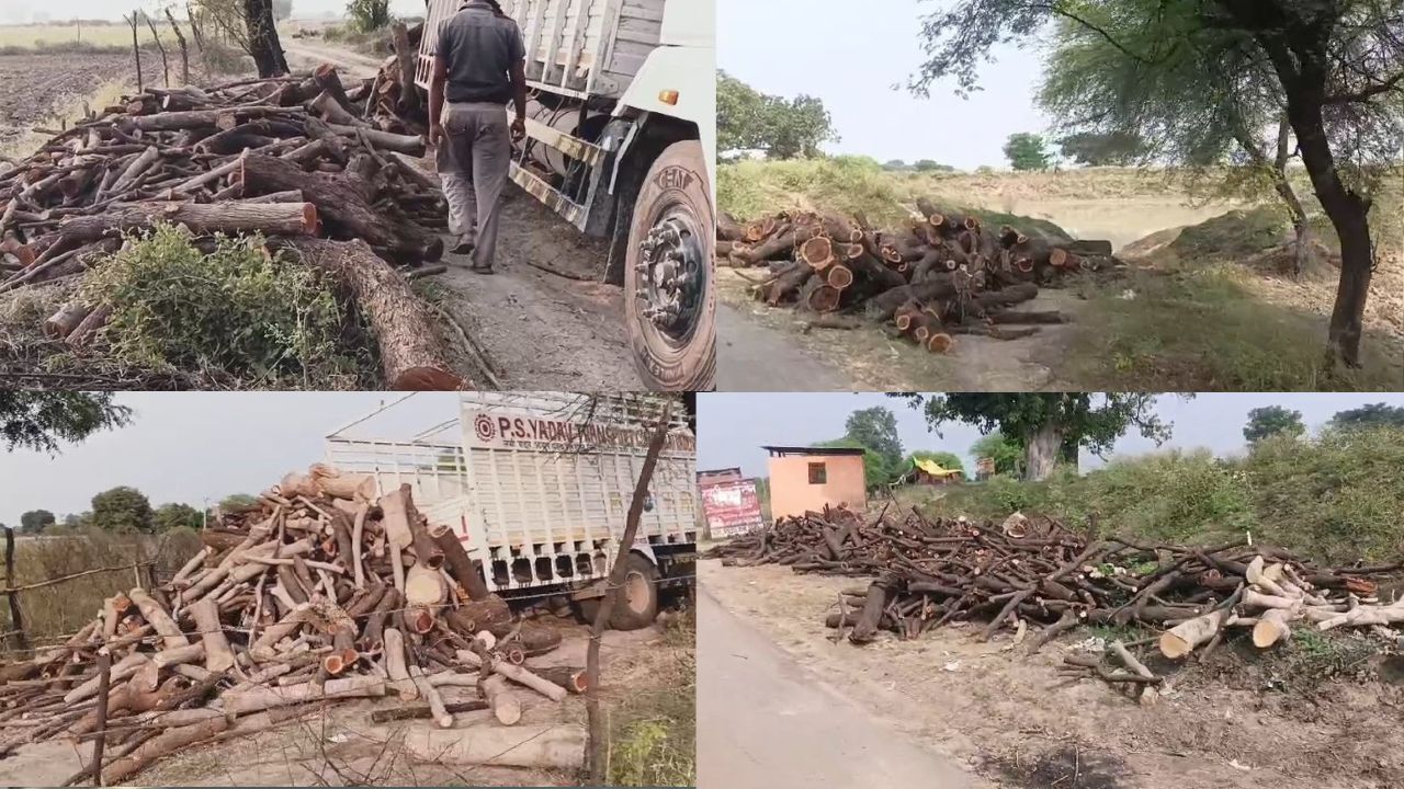 Jhansi News: मोती कटरा में पेड़ों की कटाई का वीडियो वायरल, क्या वन विभाग की निगरानी में हुई चूक?