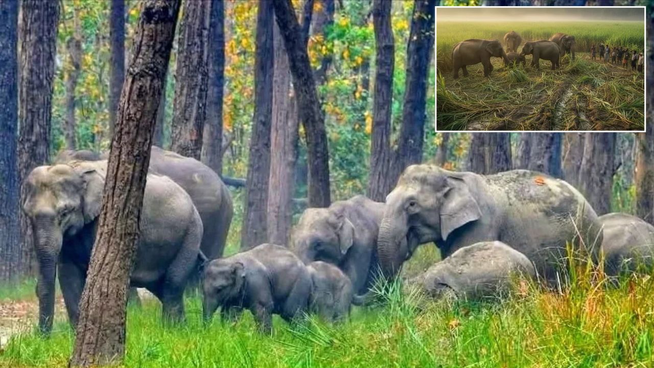 बहराइच के कतर्नियाघाट में हाथियों का उत्पात, धान की फसल रौंदी; बिजली की गुल