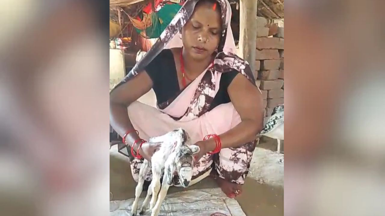 महराजगंज में कुदरत का अजीब करिश्मा, मेमने को देखने दूर-दूर से पहुंचे लोग देखने