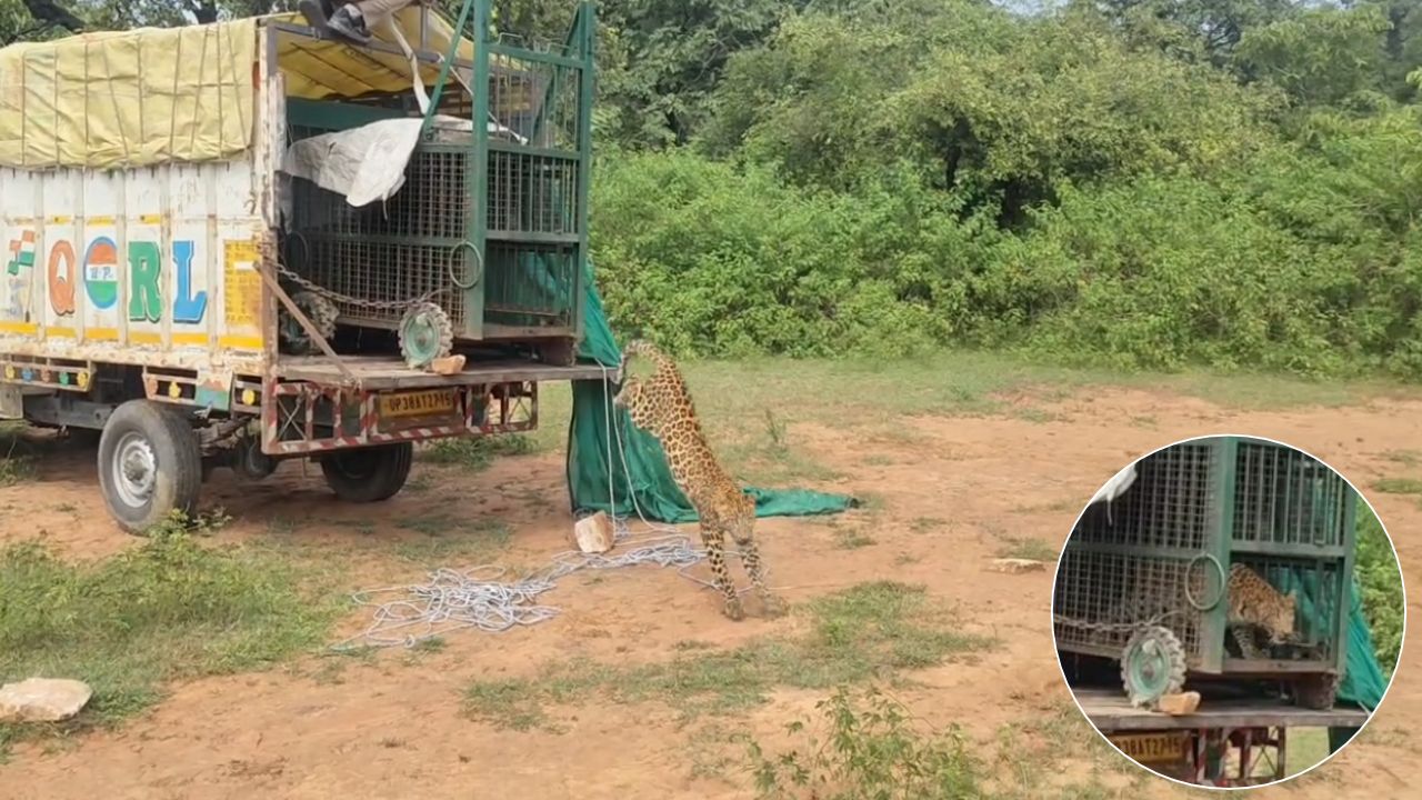 चंदौली के जंगलों में छोड़ी गईं दो मादा तेंदुए, मुरादाबाद के बाद अब यहां बढ़ी हलचल!