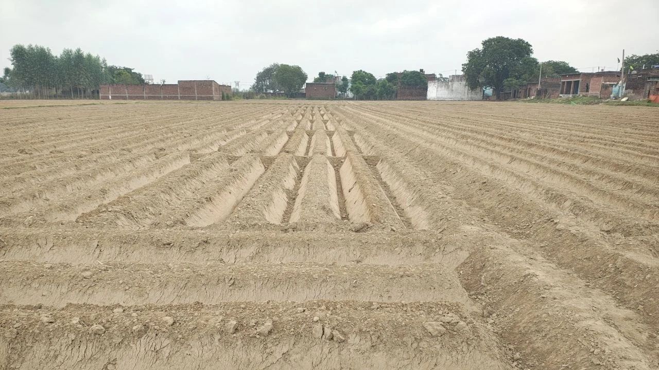 कोल्ड स्टोरेज में रखा आलू भी नहीं दिला रहा लागत, नई फसल को लेकर किसान चिंतित