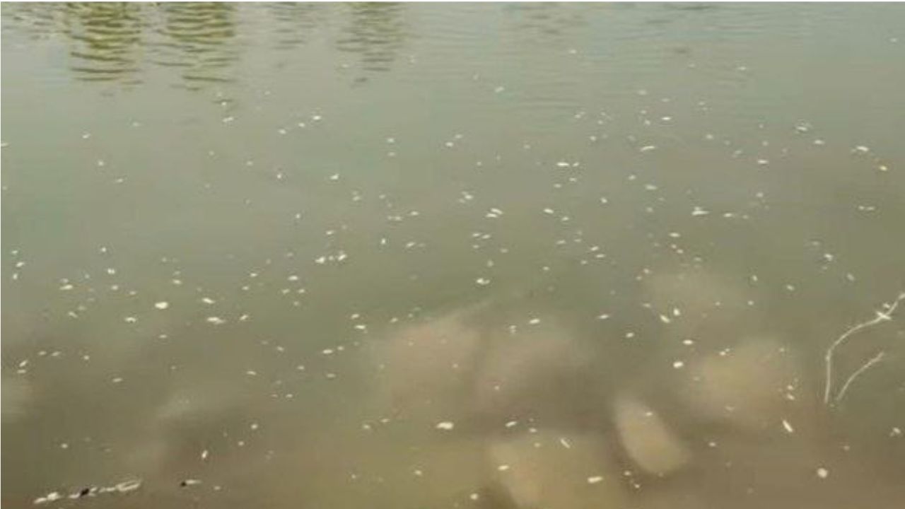 रोहिन नदी में किसने घोला जहर? सैकड़ों मछलियों की मौत से हड़कंप, जिम्मेदार विभागों की निगरानी पर उठे सवाल