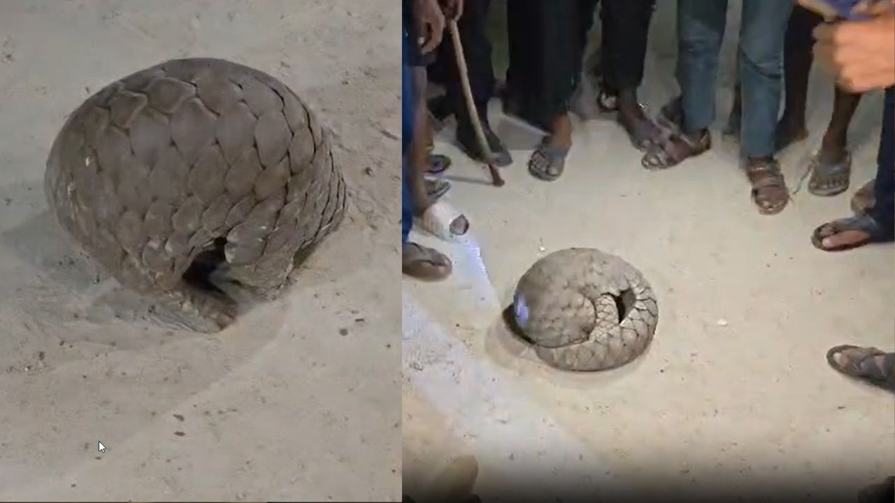 Mirzapur: घर में अचानक घुसा ऐसा जीव, देखकर सहम गए बच्चे और महिलाएं; वन विभाग ने किया रेस्क्यू