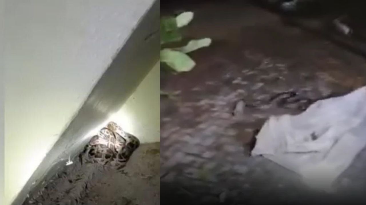 Pratapgarh: सोने की तैयारी कर रहा था परिवार, तभी घर में अजगर की दस्तक, PRV 112 ने पहुंचकर ऐसे टाला बड़ा खतरा