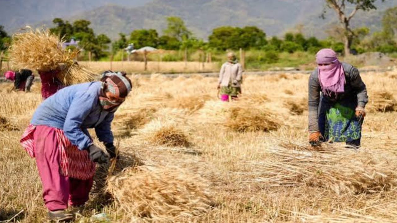 Research: बढ़ते तापमान से नहीं चेते तो गेहूं की रोटी भी नही होगी हजम!