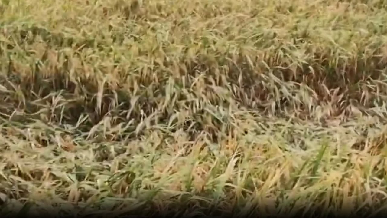 चक्रवाती तूफान ‘अर्णब’ का असर! विंध्य क्षेत्र में बदला मौसम, धान की फसल पर संकट