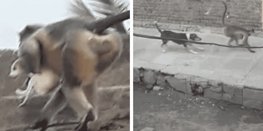 animals