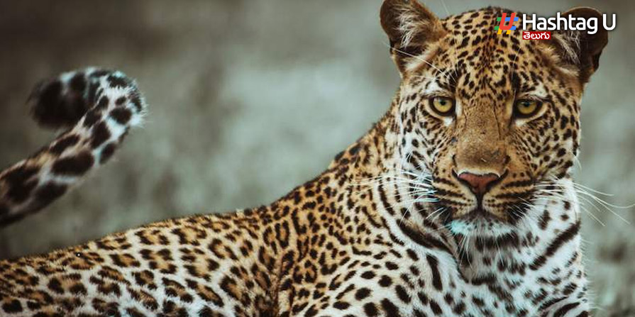 Leopard