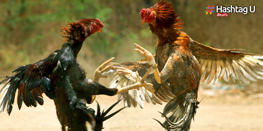 Cock