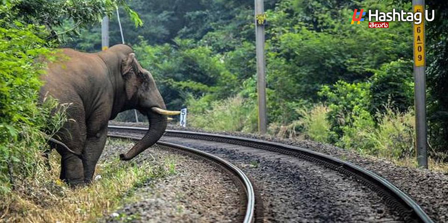 Elephants Track