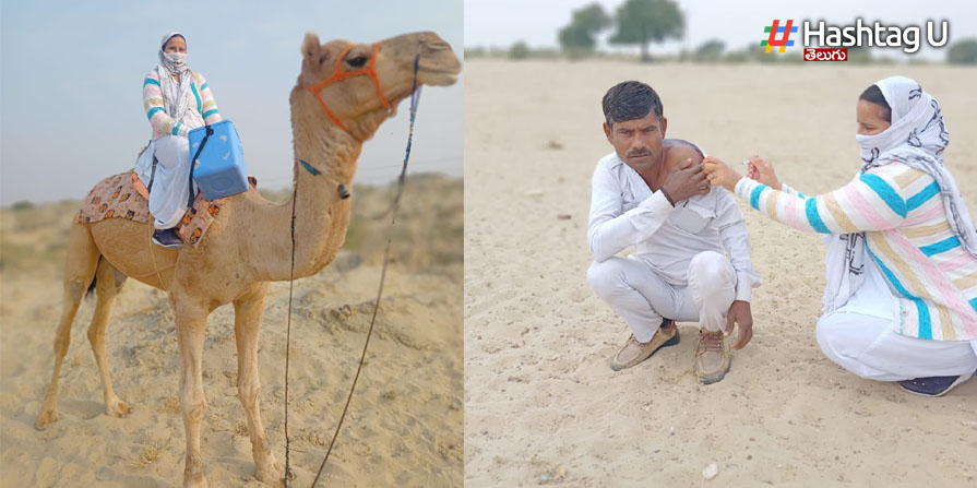 Vaccine On Camel