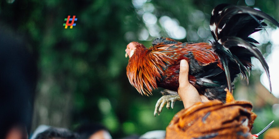 cock fight