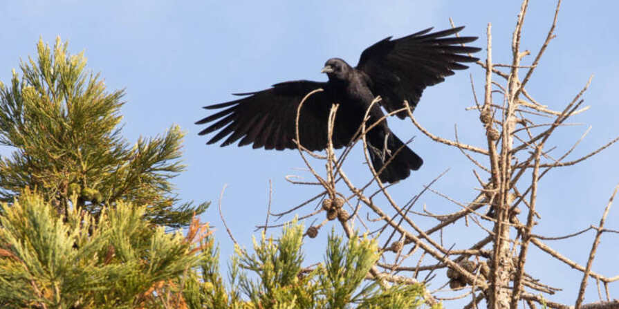 crow