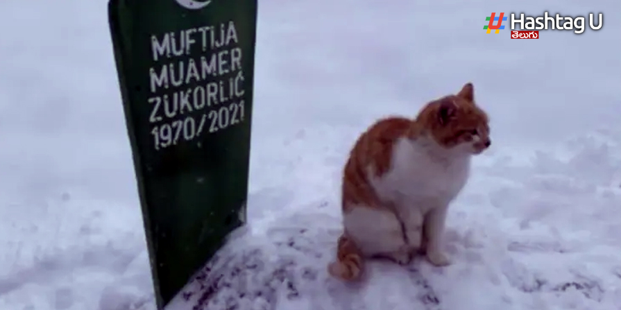Cat Viral