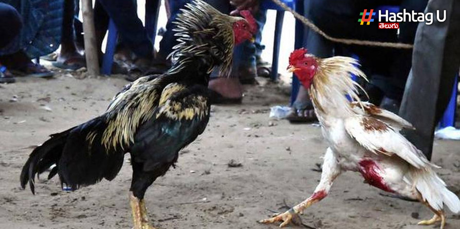Cock Fights