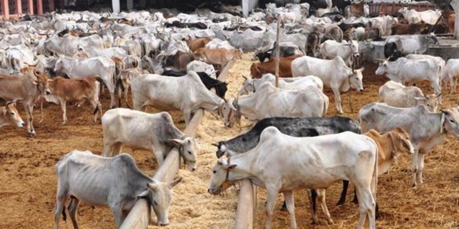 Cow Imresizer