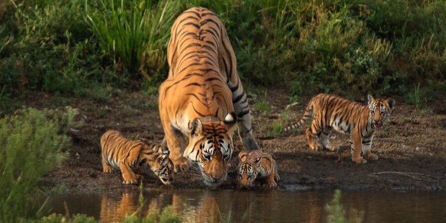 tiger
