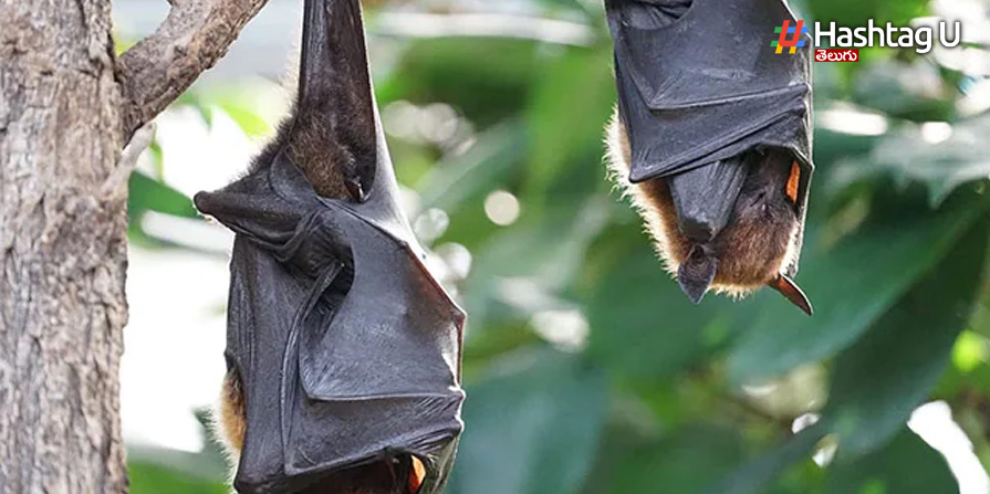 Bats Neocov