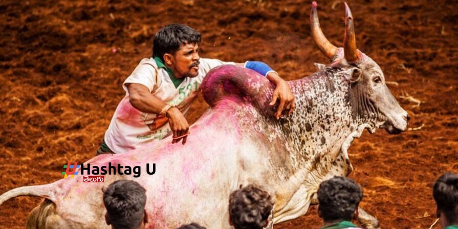 Jallikattu