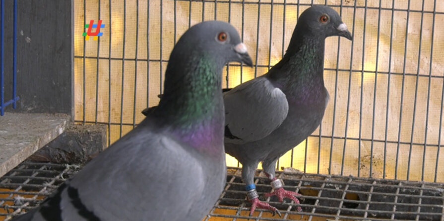 pigeon