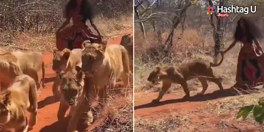 Lion Walk