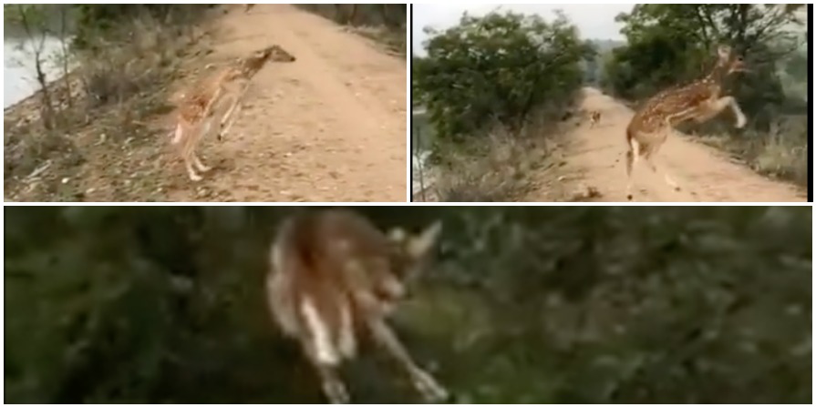 flying deer