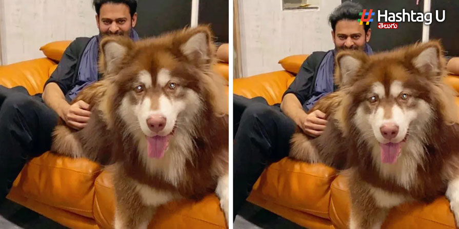 Prabhas Dog