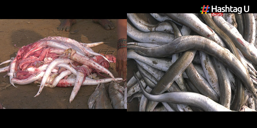 Eel