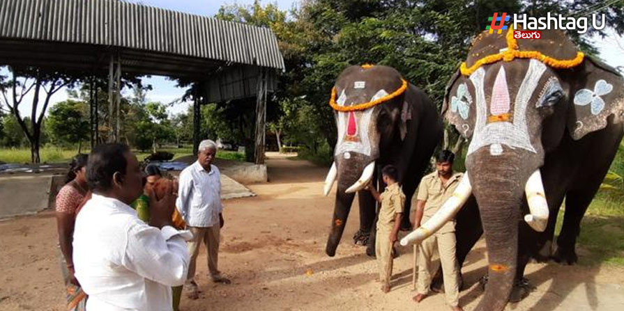Elephants