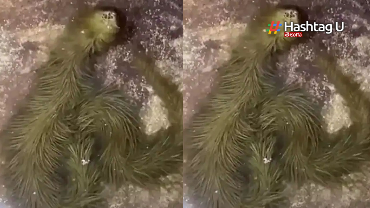 Bizarre Snake Vide