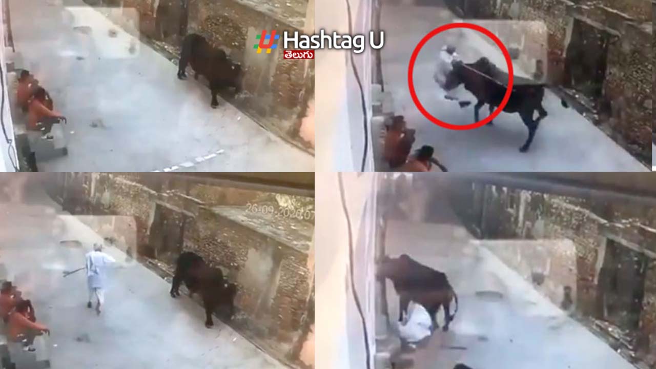 Viral Video Bull Attacks