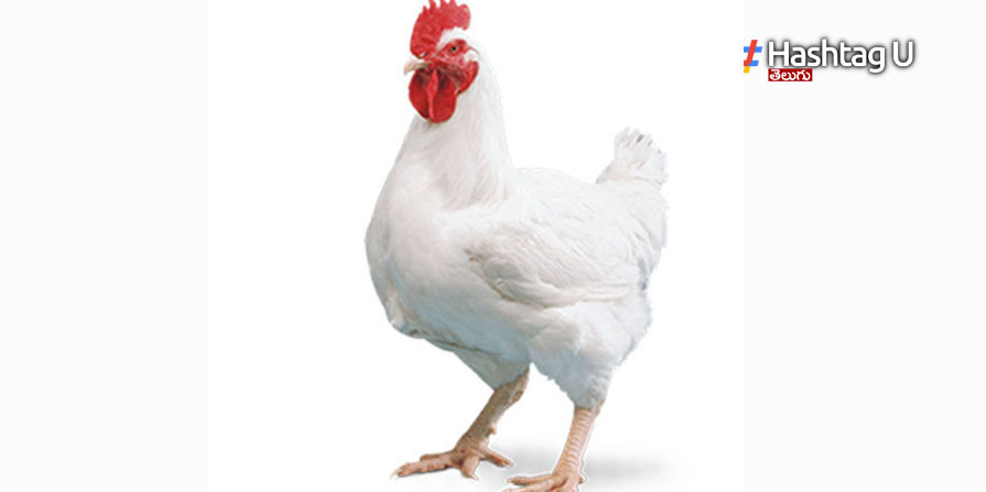 Chicken Price