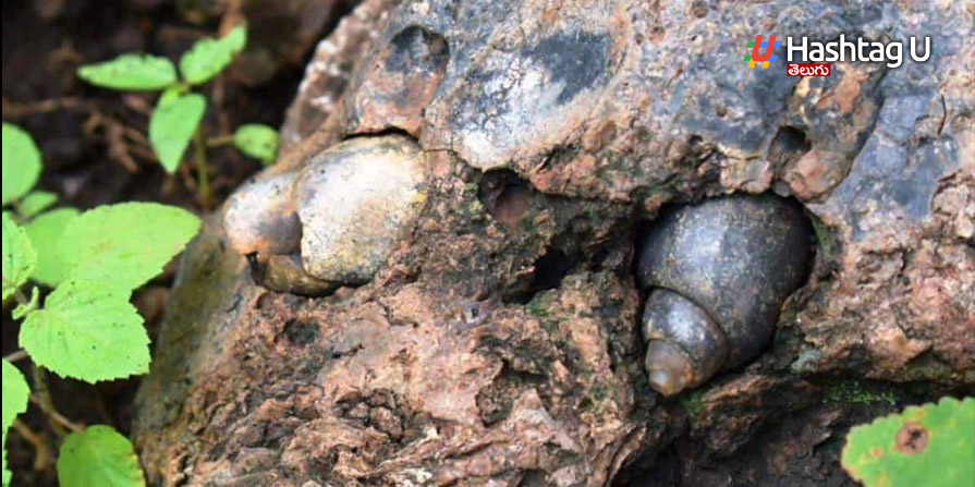 Fossils Asifabad