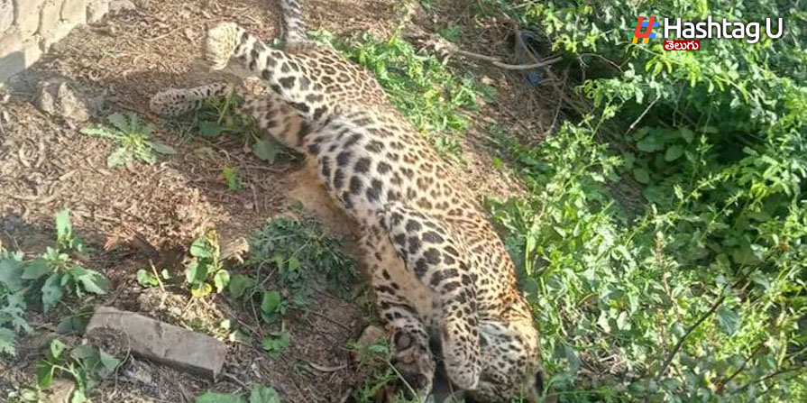 Leopard