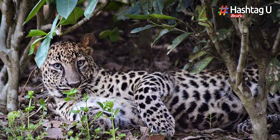 Leopard